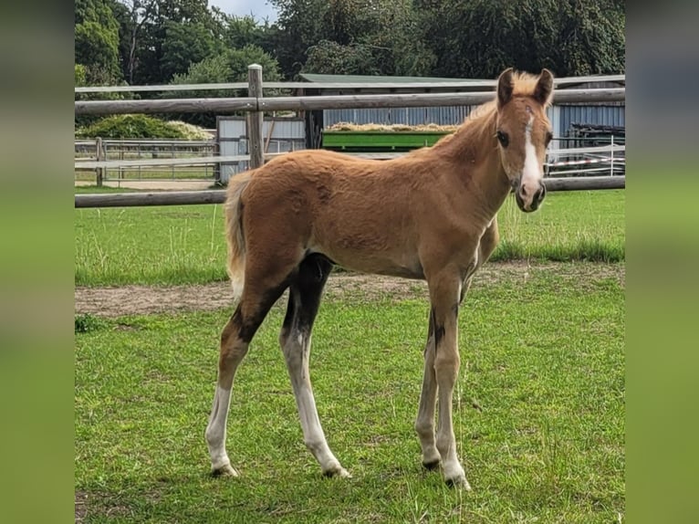 Welsh B Stallion Foal (06/2025) 13,1 hh Chestnut-Red in Hessen
