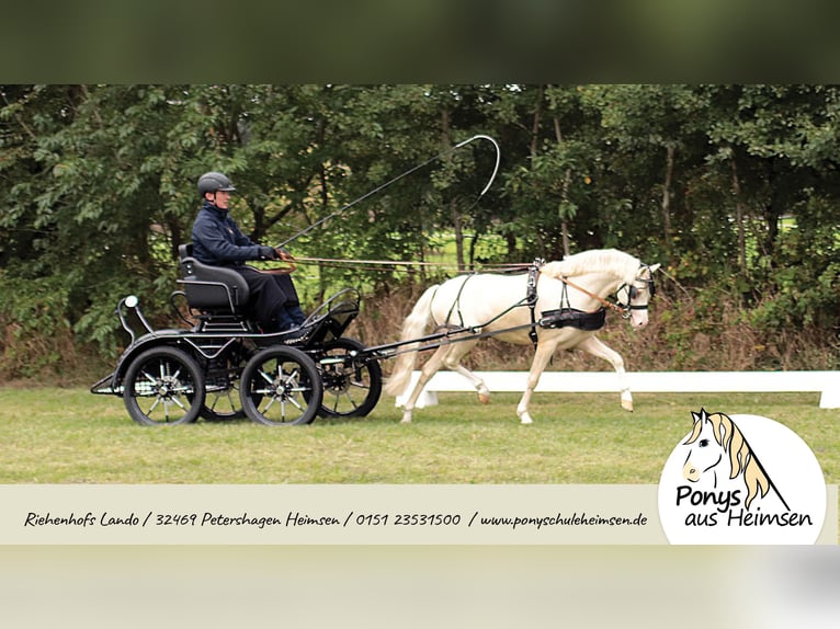 Welsh B Stallion Foal (05/2025) 13,1 hh Palomino in Petershagen