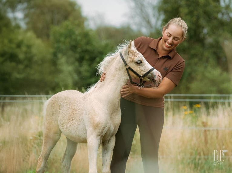 Welsh B Stallion Foal (05/2025) 13,1 hh Palomino in Petershagen
