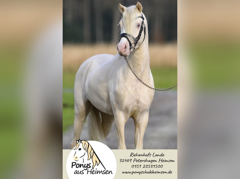 Welsh B Stallion Foal (05/2025) 13,1 hh Palomino in Petershagen