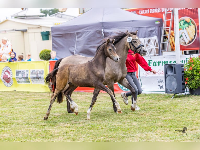 Welsh B Stallion Foal (05/2025) Brown in WardenburgWardenburg