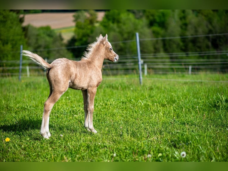 Welsh B Stallion Foal (04/2024) Can be white in Wörth an der Donau