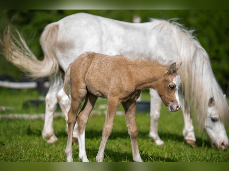 Welsh B Stallion Foal (04/2024) Can be white in Wörth an der Donau