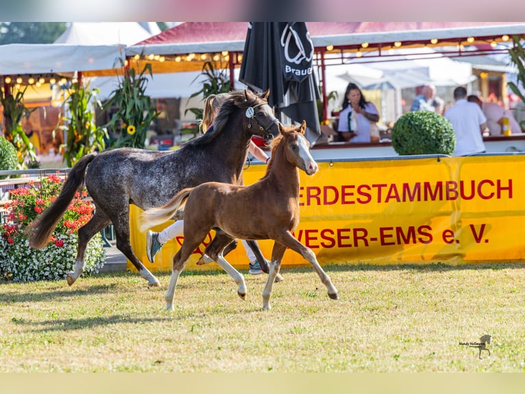 Welsh B Stallion Foal (05/2026) Chestnut-Red in Colnrade-Beckstedt