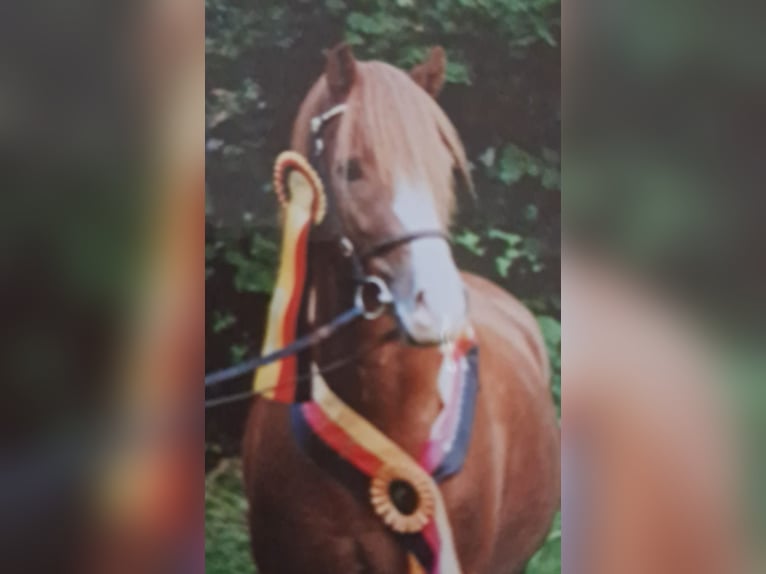Welsh B Stallion  Chestnut-Red in Bad Oldesloe