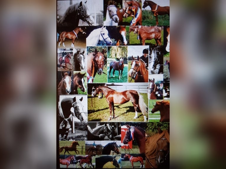 Welsh B Stallion  Chestnut-Red in Bad Oldesloe