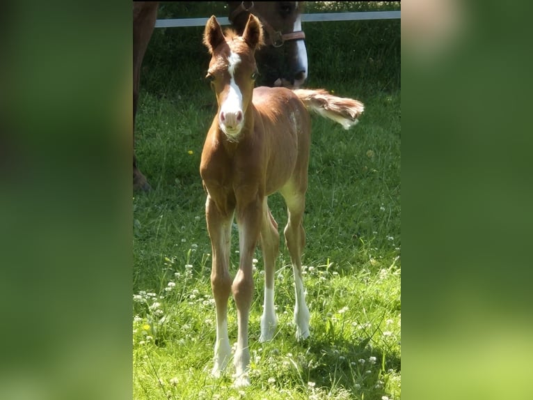 Welsh B Stallion  Chestnut-Red in Bad Oldesloe