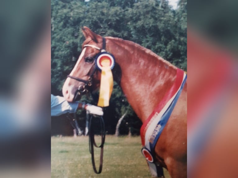 Welsh B Stallion  Chestnut-Red in Bad Oldesloe