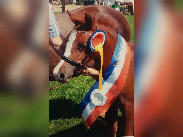 Welsh B Stallion  Chestnut-Red in Bad Oldesloe