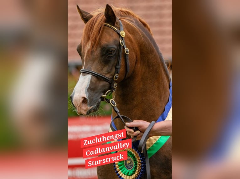 Welsh B Stallion  Chestnut-Red in Bad Oldesloe