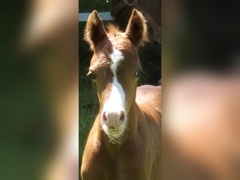 Welsh B Stallion  Chestnut-Red in Bad Oldesloe
