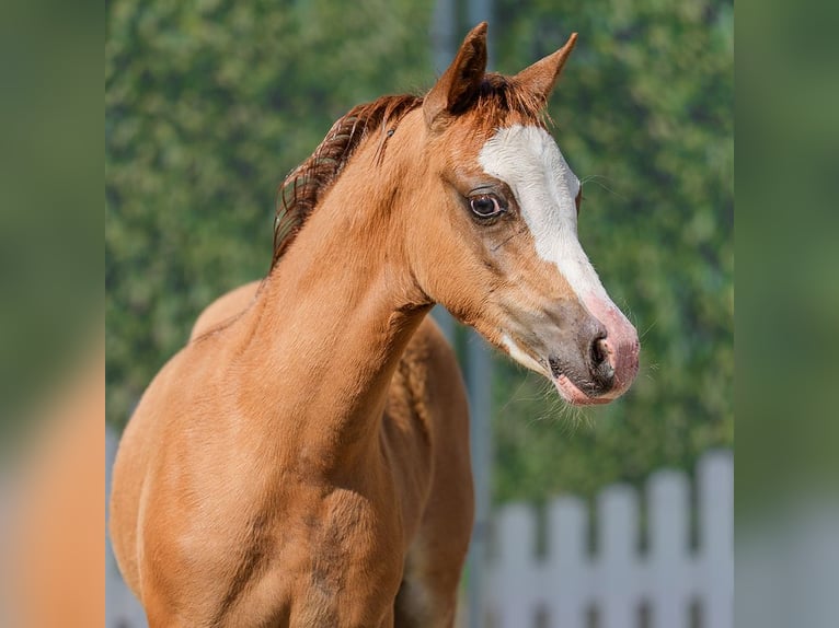 Welsh B Stallion Foal (04/2026) Chestnut-Red in Mnster-Handorf