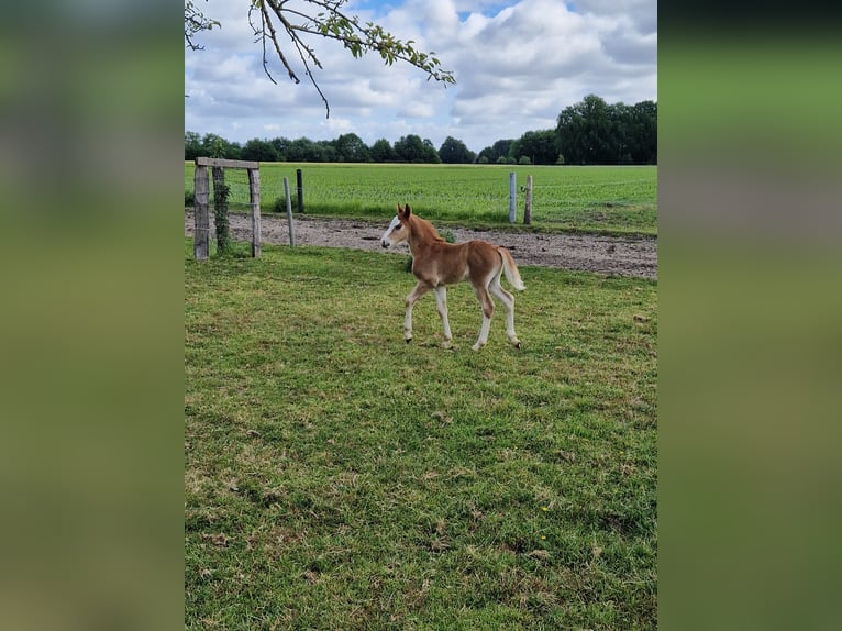 Welsh B Stallion  in Metelen