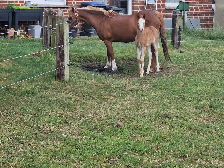 Welsh B Stallion  in Metelen