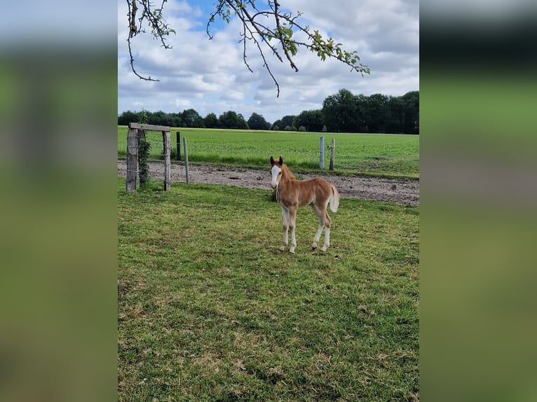 Welsh B Stallion  in Metelen