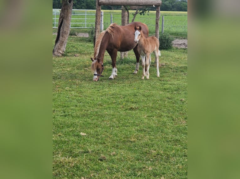Welsh B Stallion  in Metelen