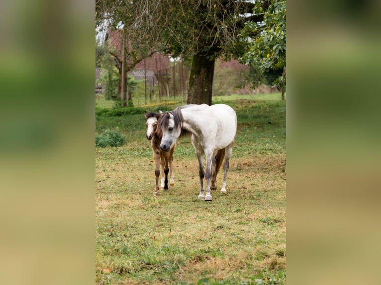 Welsh B Stallion Foal (01/2024) Gray-Dapple in Courchavon