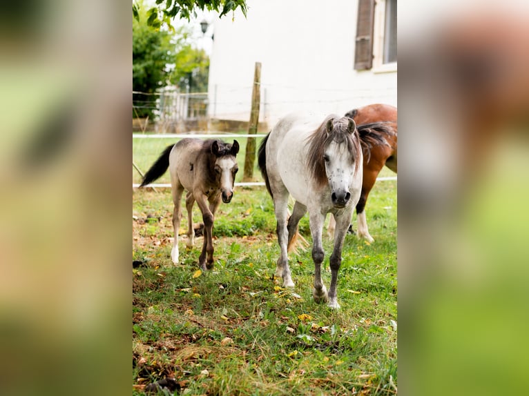 Welsh B Stallion Foal (01/2024) Gray-Dapple in Courchavon