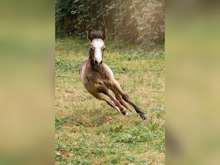 Welsh B Stallion Foal (01/2024) Gray-Dapple in Courchavon