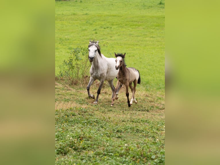 Welsh B Stallion Foal (01/2024) Gray-Dapple in Courchavon