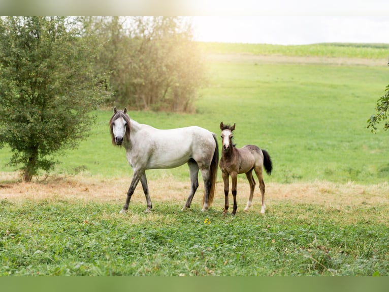 Welsh B Stallion Foal (01/2024) Gray-Dapple in Courchavon