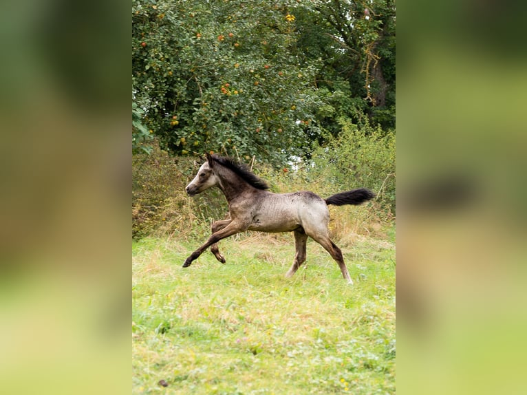 Welsh B Stallion Foal (01/2024) Gray-Dapple in Courchavon