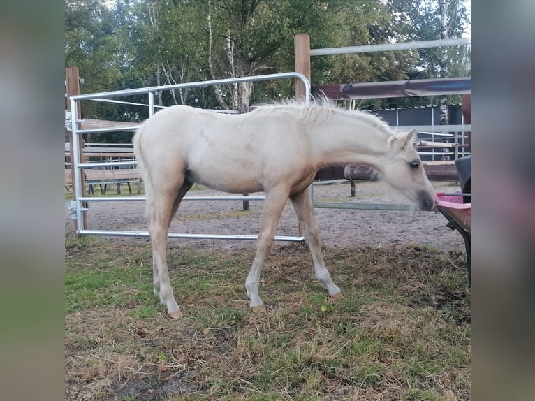 Welsh B Stallion Foal (06/2025) Palomino in Friesoythe