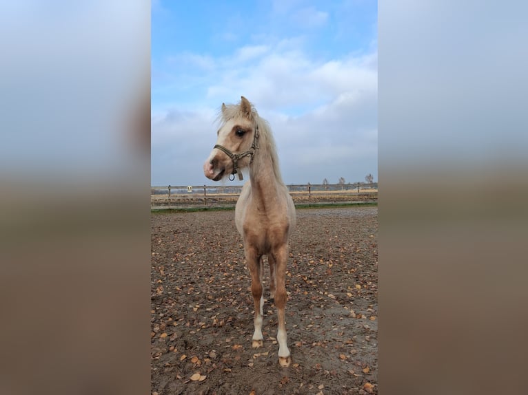 Welsh B Stallion Foal (06/2025) Palomino in Friesoythe