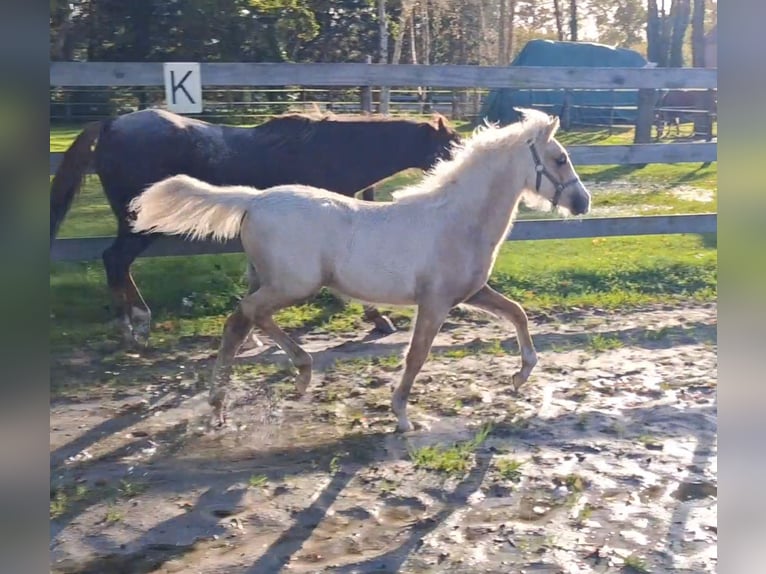 Welsh B Stallion Foal (06/2025) Palomino in Friesoythe