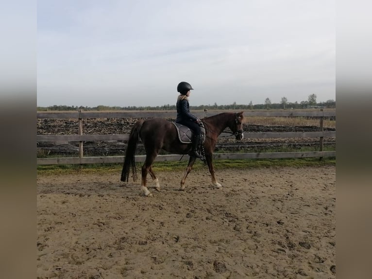 Welsh B Stallion Foal (06/2025) Palomino in Friesoythe