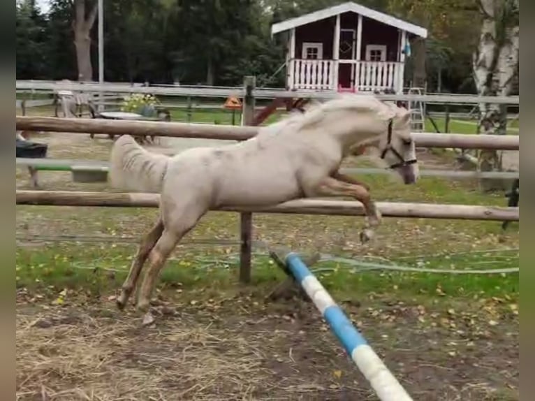 Welsh B Stallion Foal (06/2025) Palomino in Friesoythe Welsh B Stallion Foal (06/2025) Palomino in Friesoythe