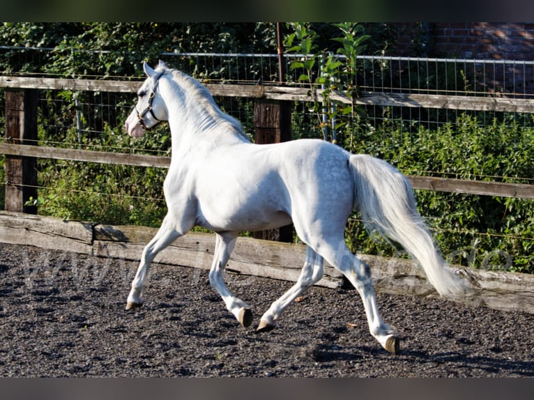 Welsh B Stallion Gray in Meerbusch