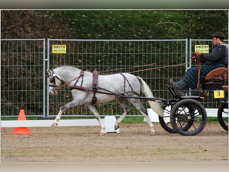 Welsh B Stallion Gray in Weilheim in Oberbayern