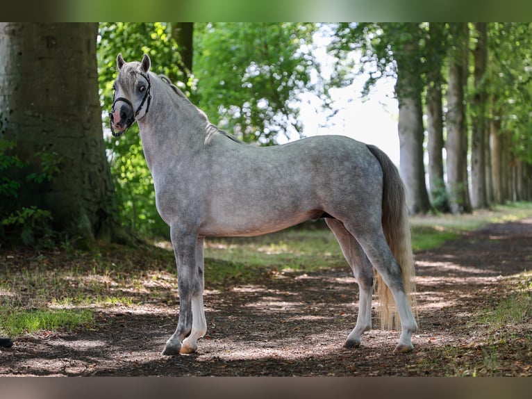 Welsh B Stallion Grey in Oldebroek