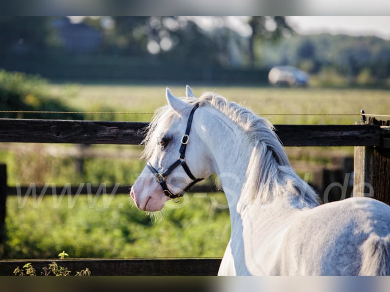 Welsh B Stallion Grey in Meerbusch
