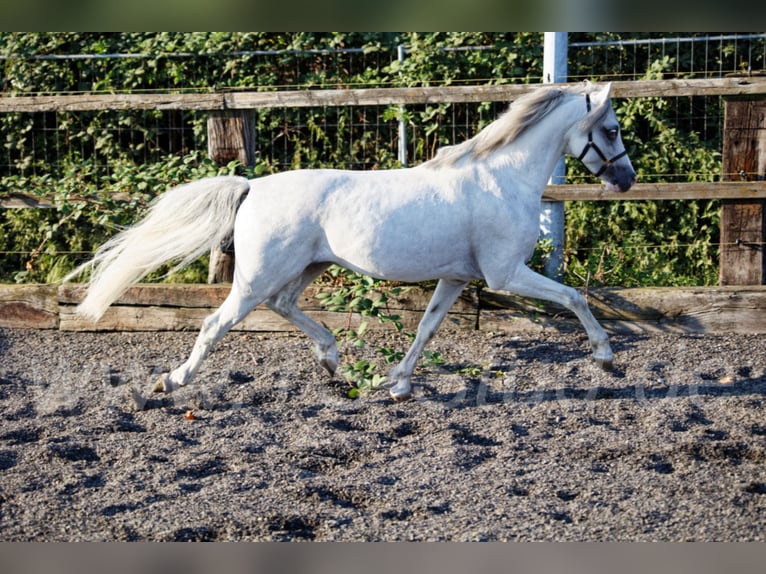 Welsh B Stallion Grey in Meerbusch