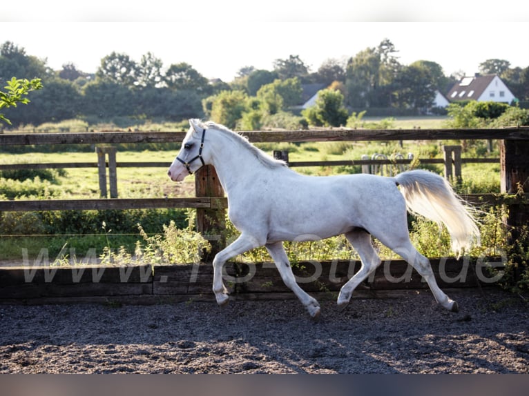 Welsh B Stallion Grey in Meerbusch