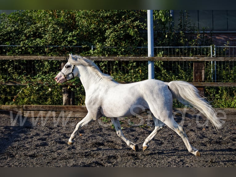 Welsh B Stallion Grey in Meerbusch