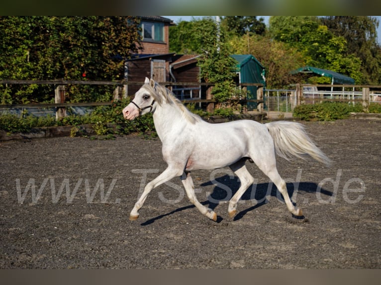 Welsh B Stallion Grey in Meerbusch