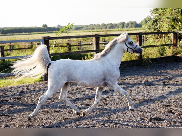 Welsh B Stallion Grey in Meerbusch