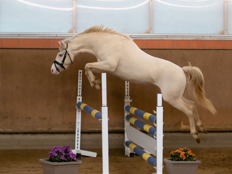 Welsh B Stallion Perlino in Oetzen