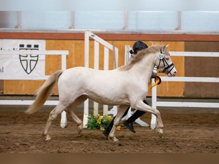 Welsh B Stallion Perlino in Oetzen