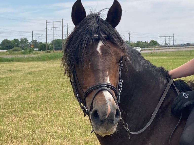 Welsh-B Stallone 10 Anni 136 cm Sauro scuro in Fjaras