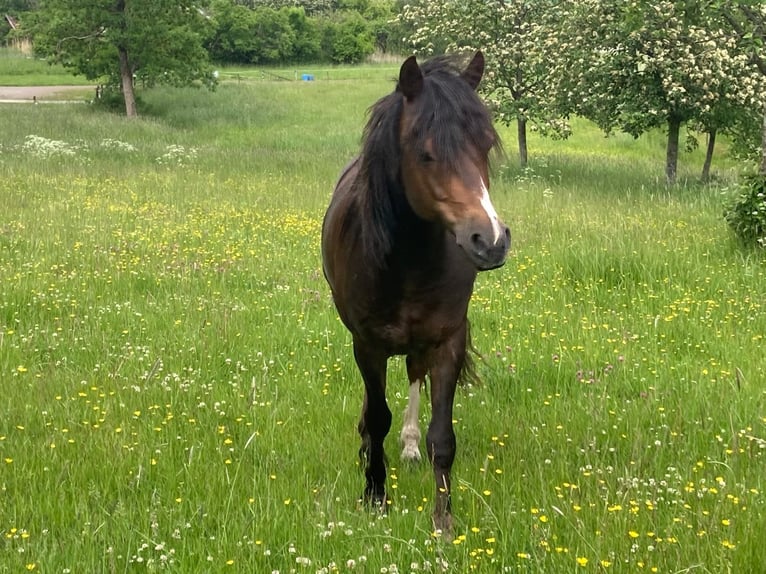 Welsh-B Stallone 10 Anni 136 cm Sauro scuro in Fjaras