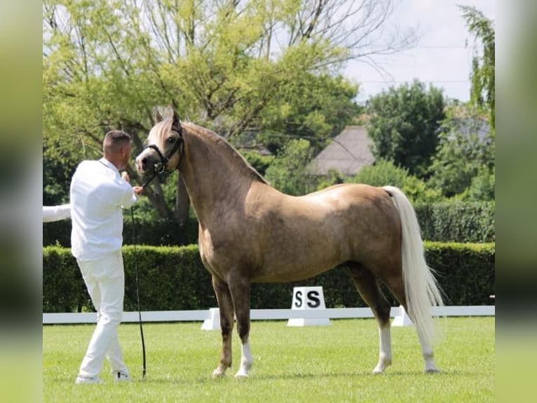 Welsh-B Stallone 11 Anni 136 cm Palomino in Tata