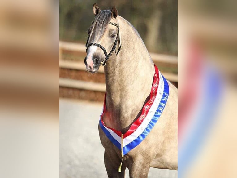 Welsh-B Stallone 11 Anni 136 cm Palomino in Tata