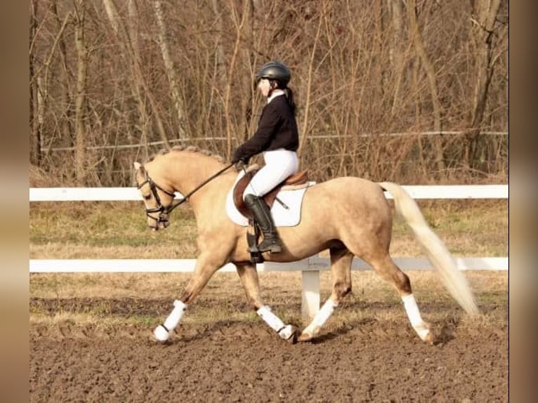 Welsh-B Stallone 11 Anni 136 cm Palomino in Tata