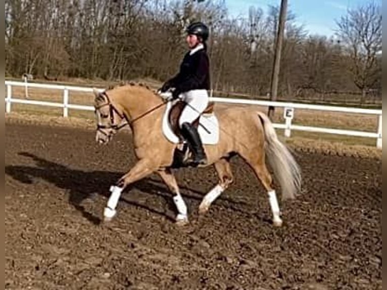 Welsh-B Stallone 11 Anni 136 cm Palomino in Tata