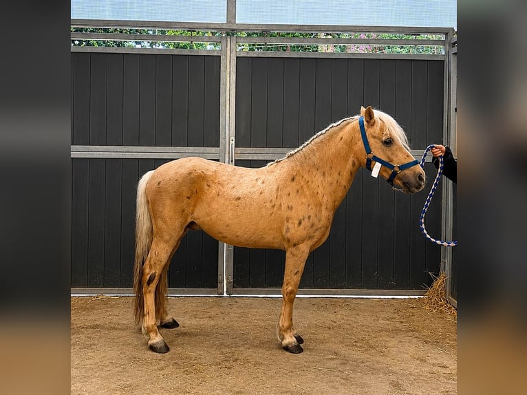 Welsh-B Mix Stallone 12 Anni 127 cm Palomino in Santa Susanna