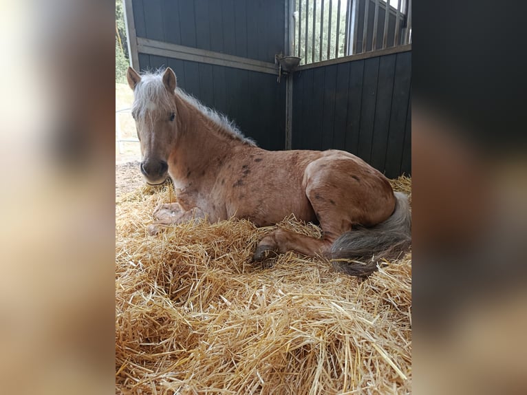 Welsh-B Mix Stallone 12 Anni 127 cm Palomino in Santa Susanna